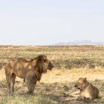 Agence de voyage Tanzanie : pourquoi choisir Hors Pistes pour un safari sur mesure, Zanzibar et le trekking