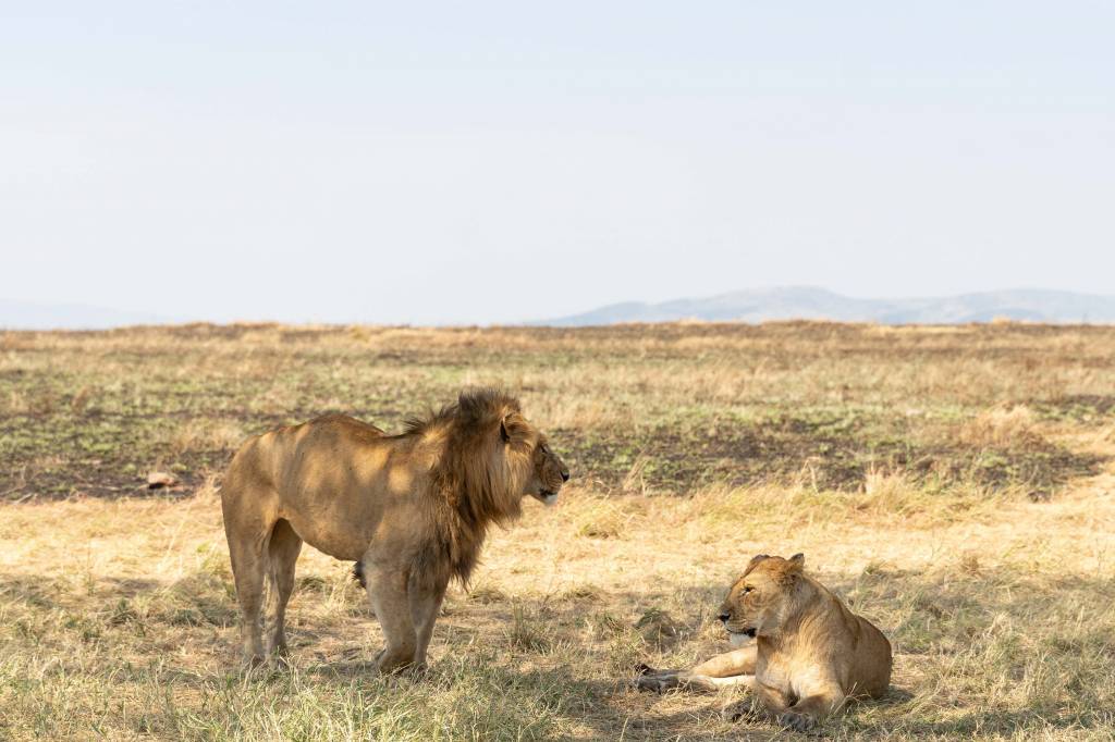 Agence de voyage Tanzanie : pourquoi choisir Hors Pistes pour un safari sur mesure, Zanzibar et le trekking